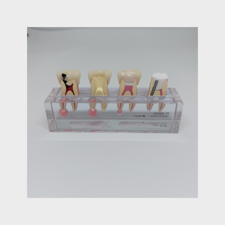 Endodontisk Studiemodel